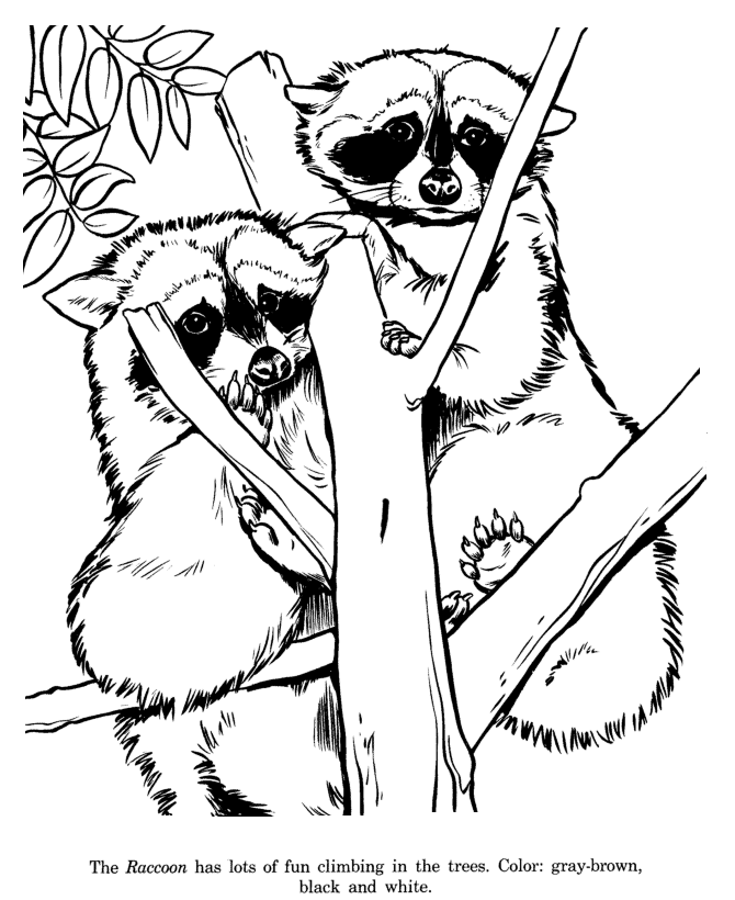 Animal Drawings Coloring Pages Raccoon animal