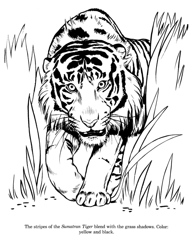 sumatran tiger coloring pages