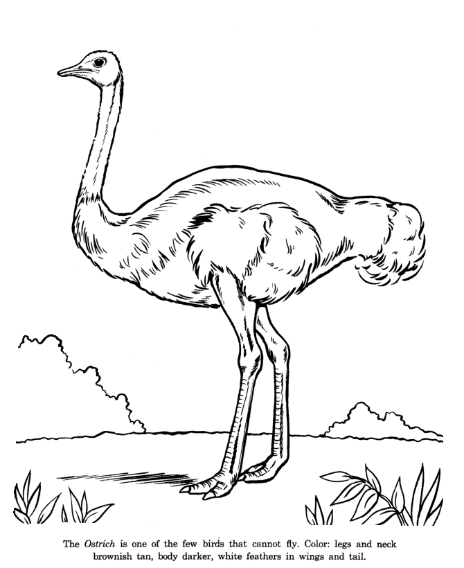 ostrich coloring pages