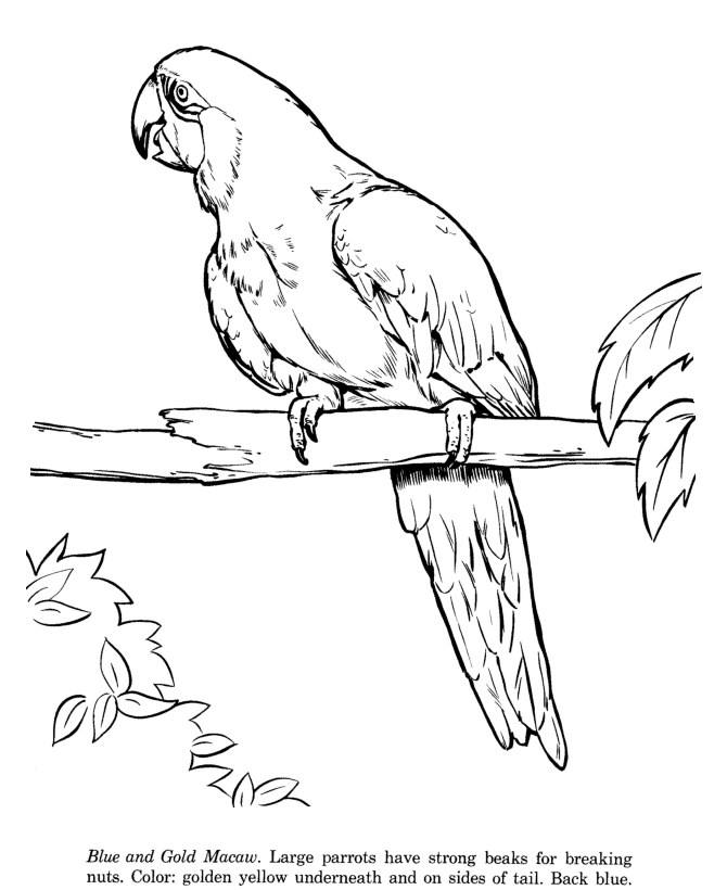 macaw coloring pages