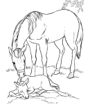 Horse Coloring Pages, Horse Coloring Page Sheets of Horses | HonkingDonkey