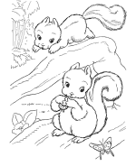 Wild Animal Coloring Pages Animals Squirl Chipmonk Squirrel Baby
