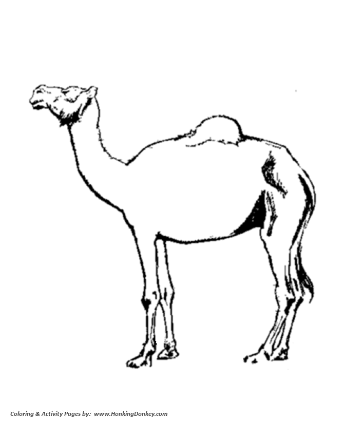 Wild animal coloring page | Domestic Camel Coloring page
