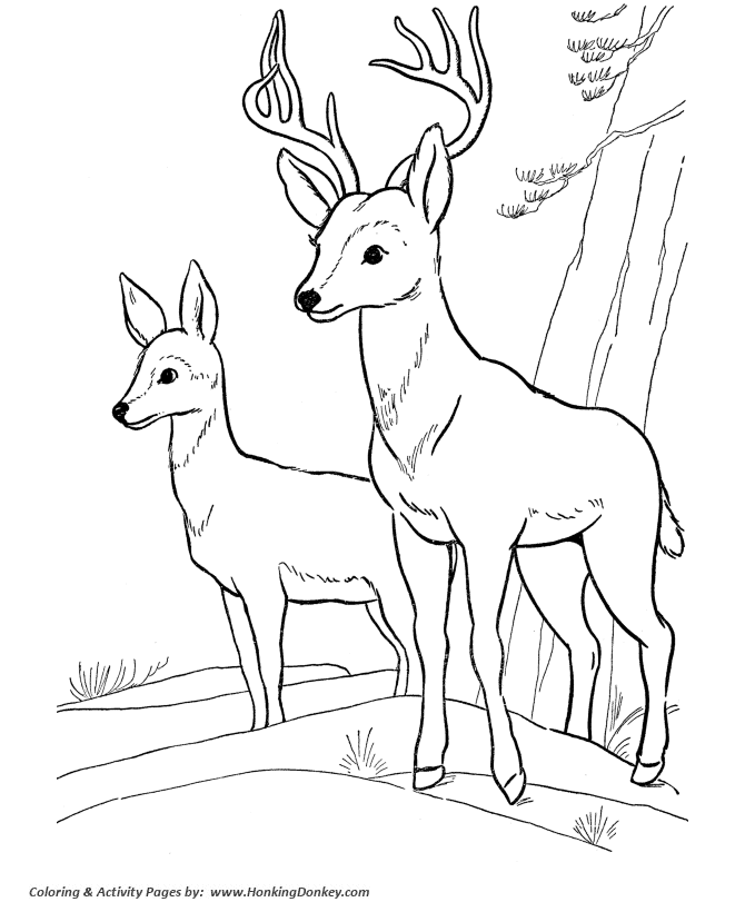 Deer Coloring Page Wild Animal Buck Pages Kids Doe