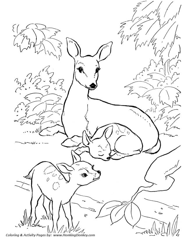 Deer Coloring Page Wild Animal Doe and Fawn Coloring
