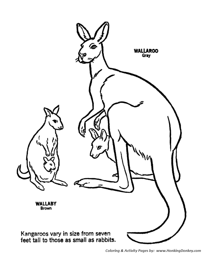 Wild animal coloring page | Cute baby kangaroo Coloring page