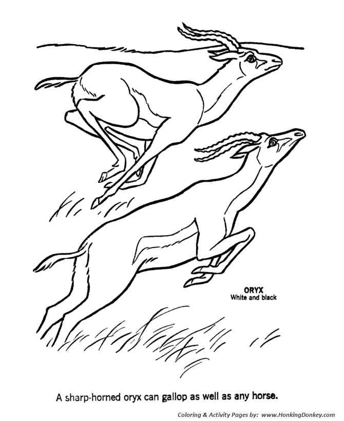 Wild animal coloring page | Oryx Coloring page